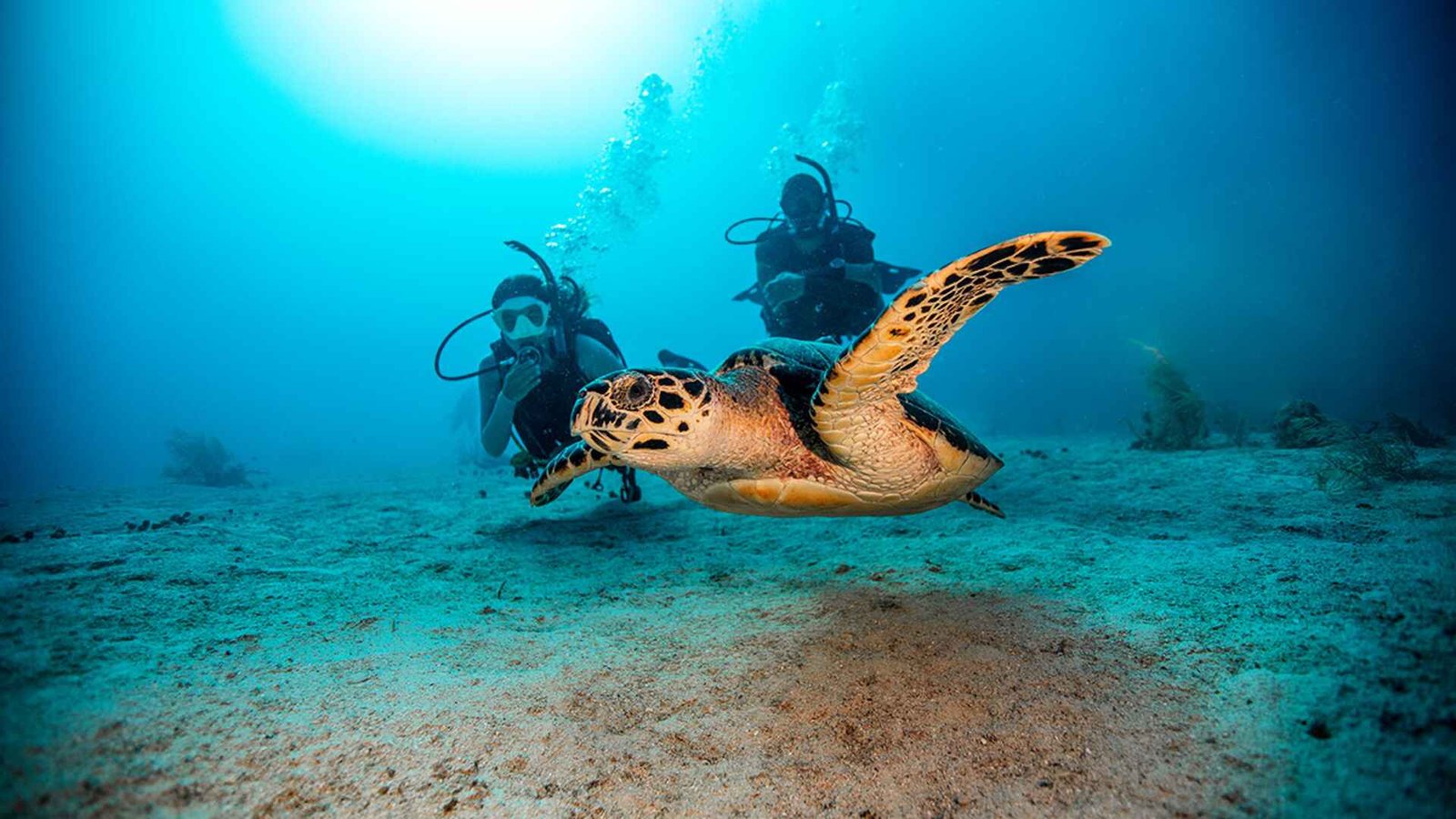 Top 7 Dive Sites in Bohol for Certified Divers 5 Divers with Turtle