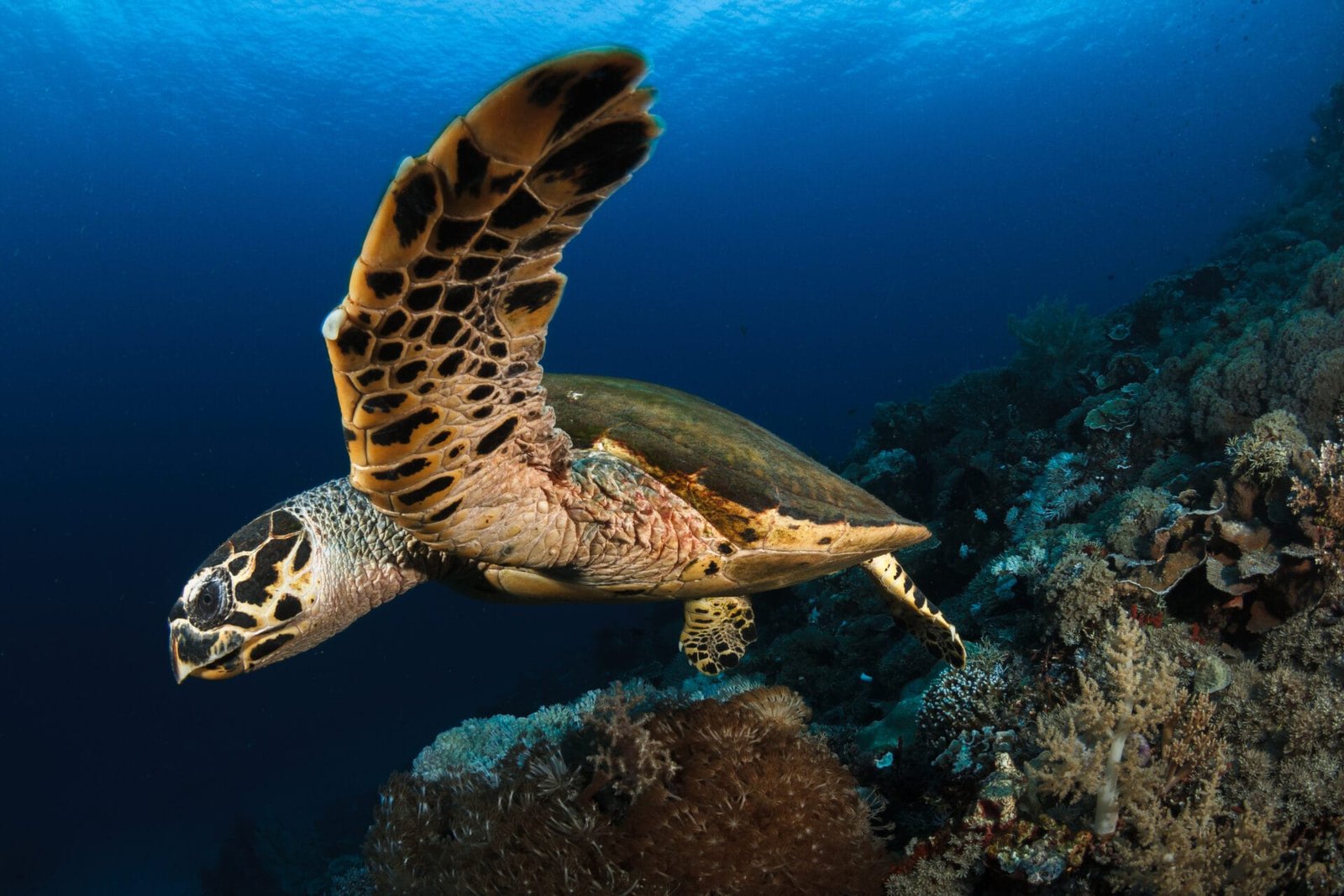 hawksbill sea turtle