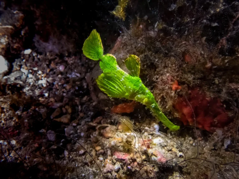 halimeda ghost pipefish