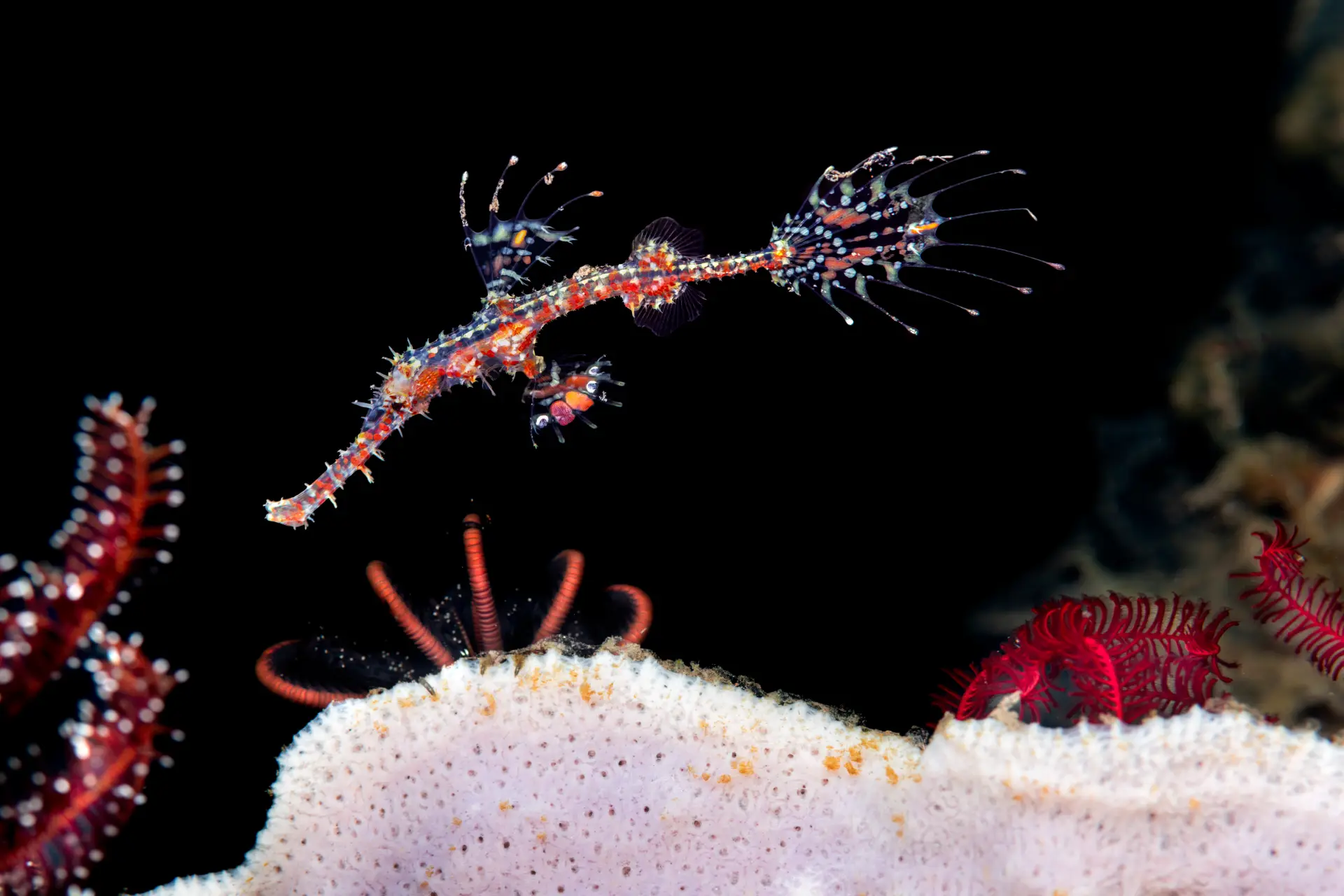 Ornate Ghost Pipefish