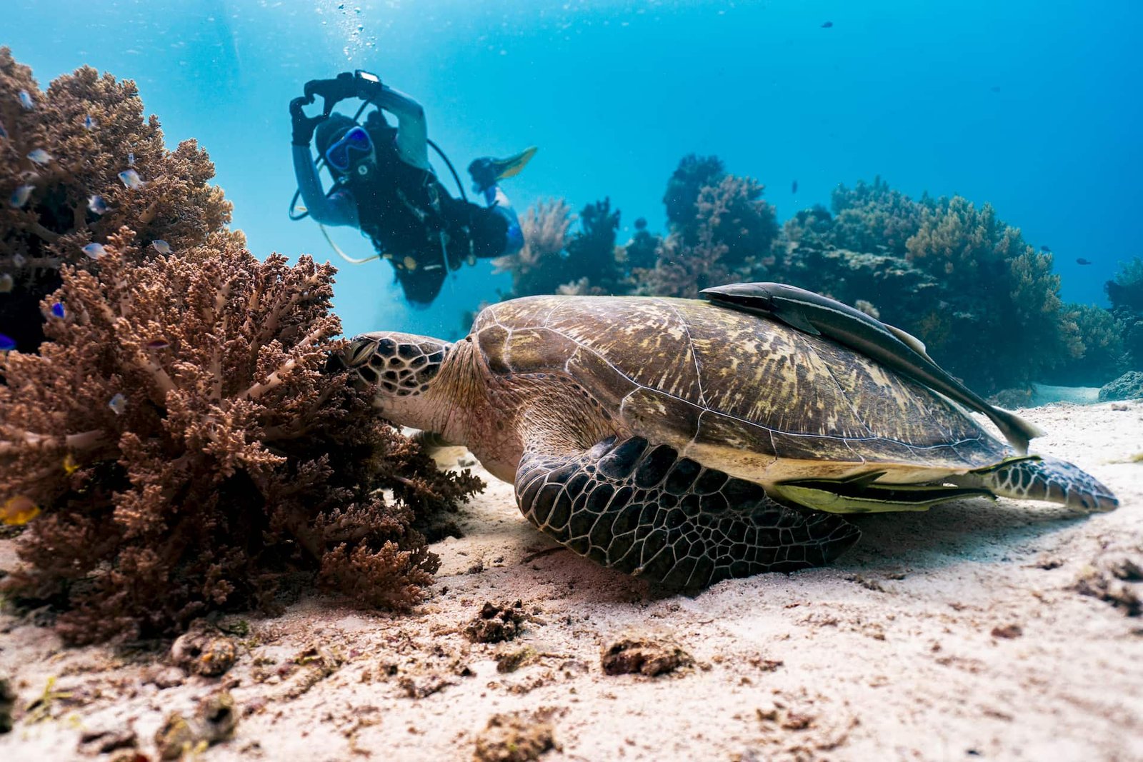 Resort Room 4 Nights-img