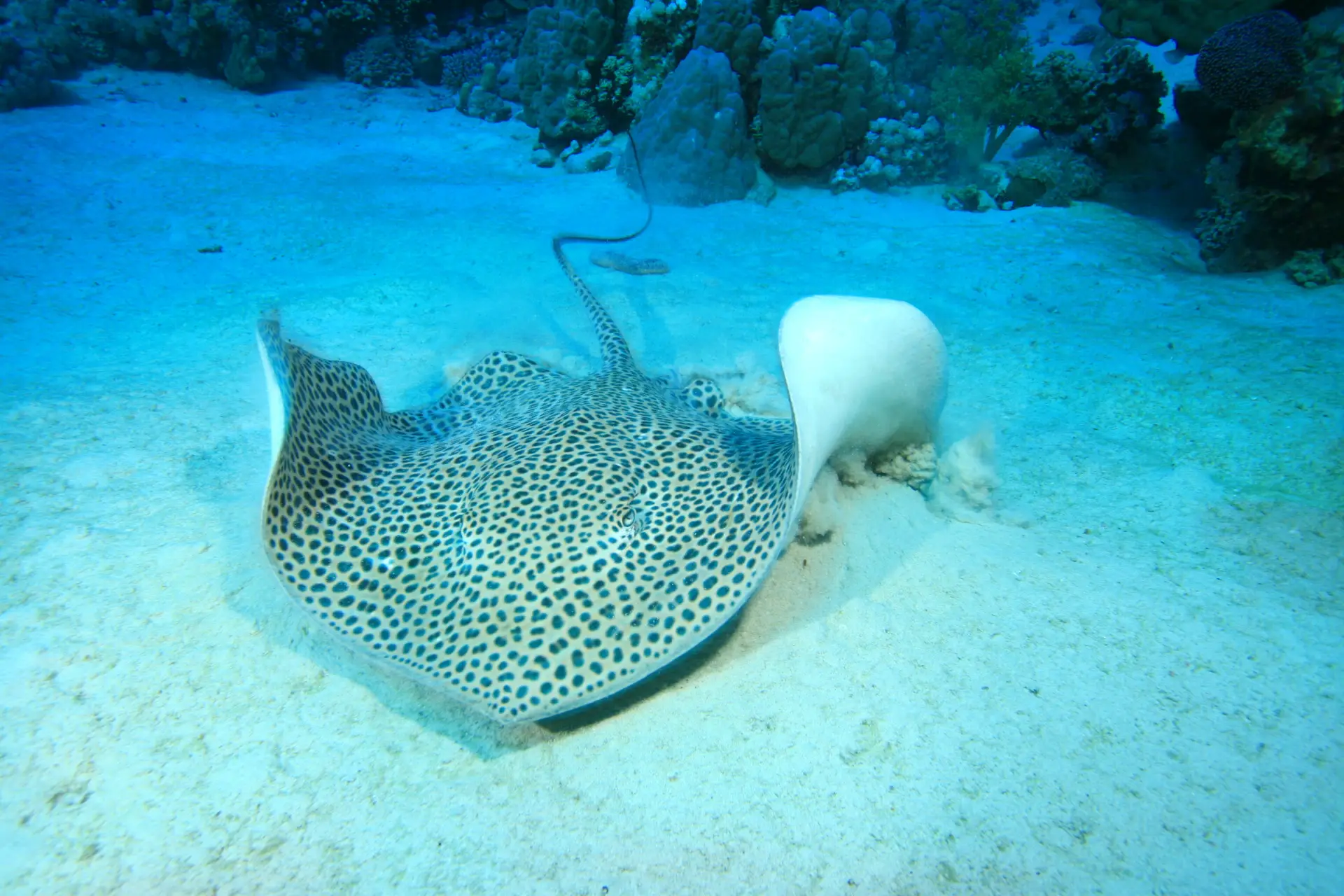 Reticulate Whipray (Himantura uarnak)