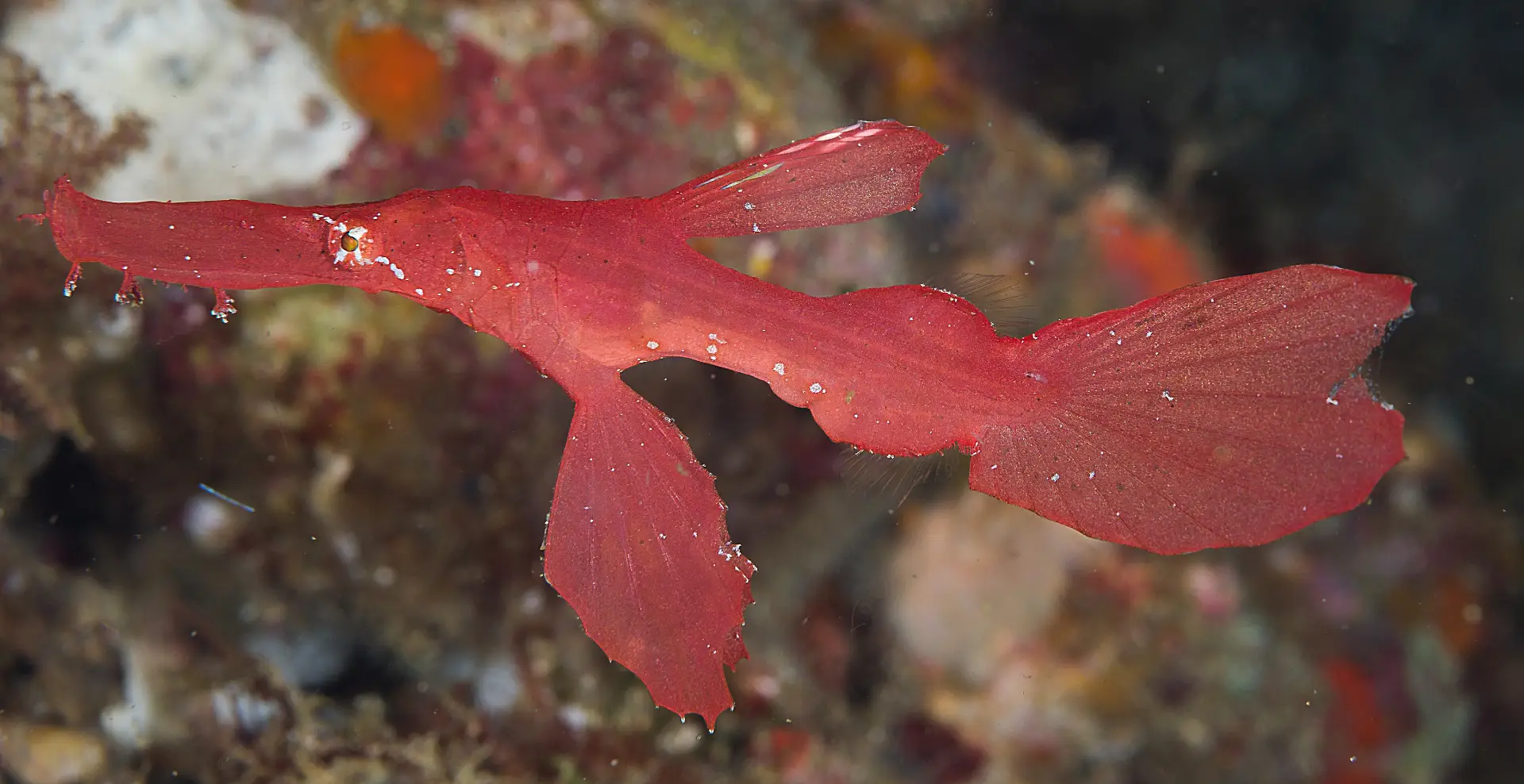 Robust Ghost Pipefish2
