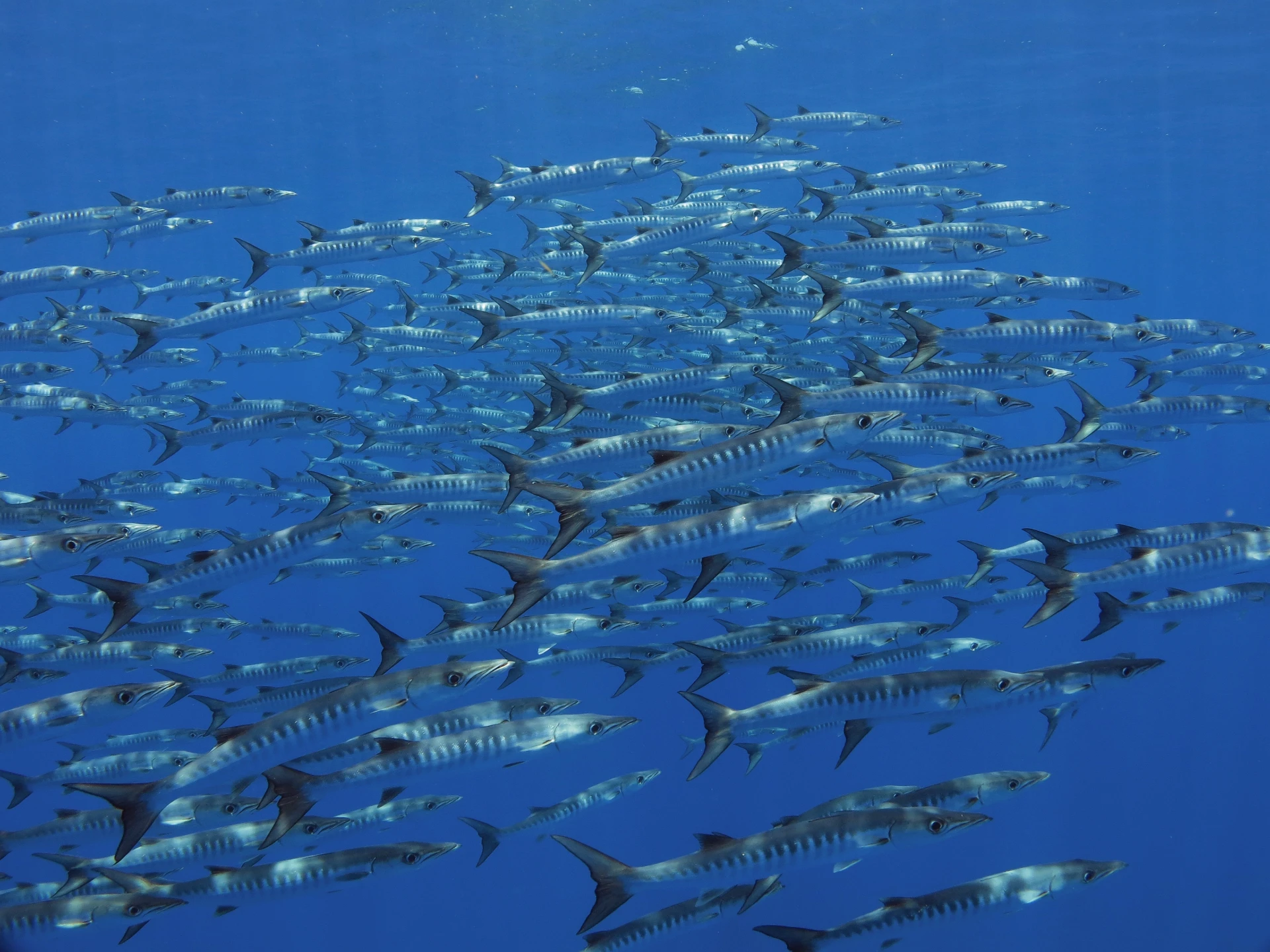 marine life balicasag