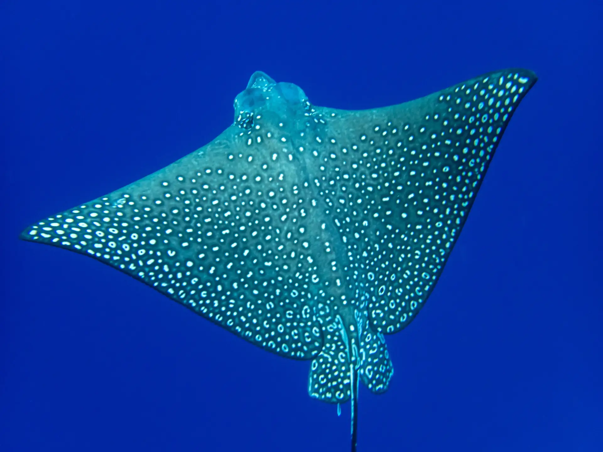 The Spotted Eagle Ray (Aetobatus ocellatus)