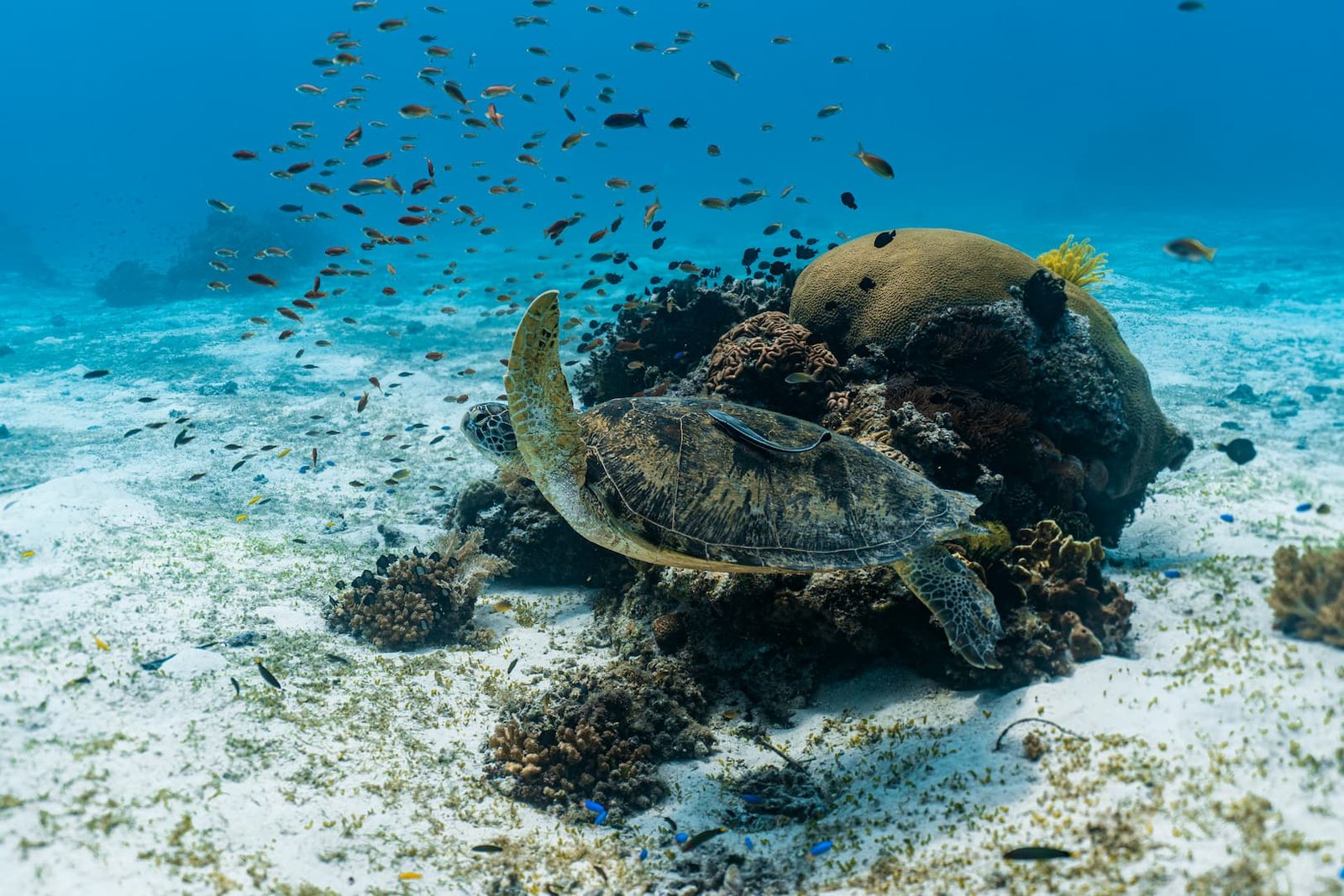 Summary of the diving of Balicasag island