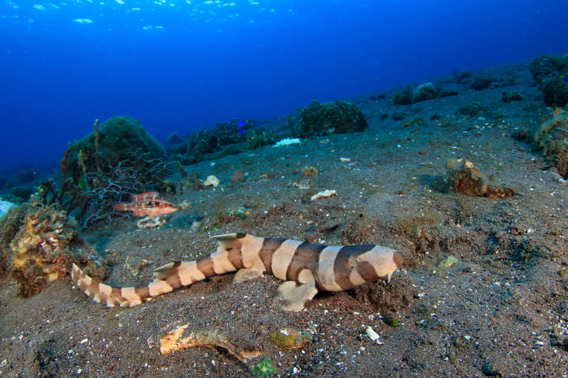 bamboo shark bohol