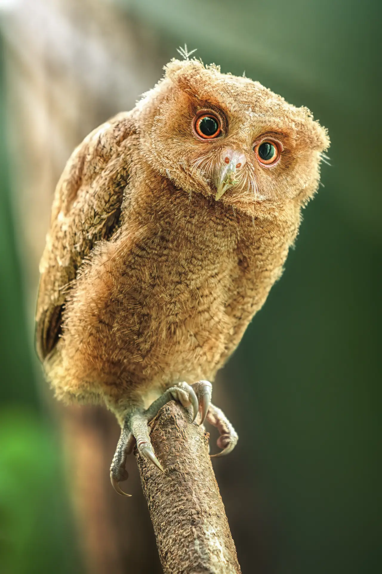 Discover the Special Birds of Bohol: A Haven for Avian Enthusiasts 4 boholowl