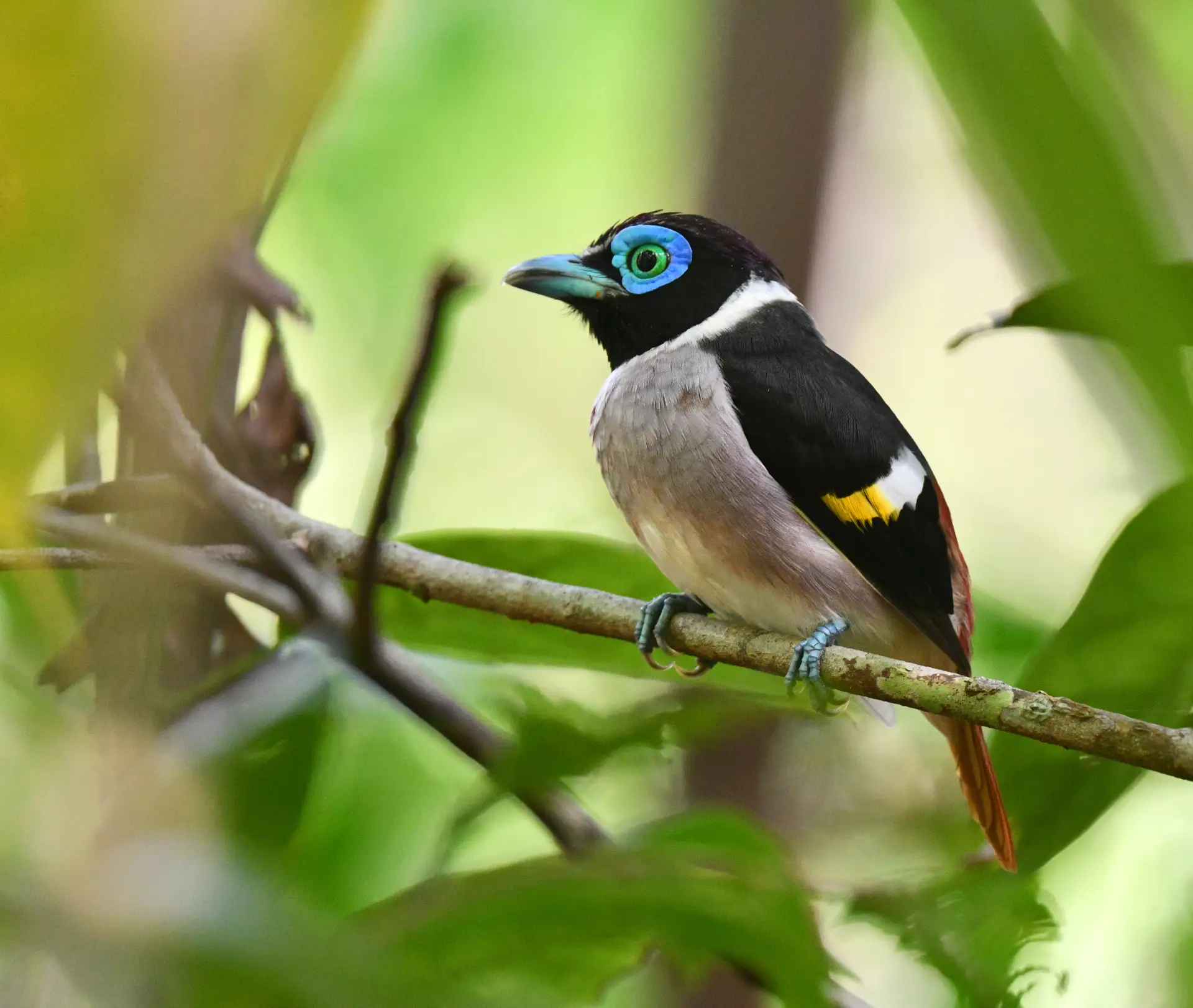 Discover the Special Birds of Bohol: A Haven for Avian Enthusiasts 2 broadbill