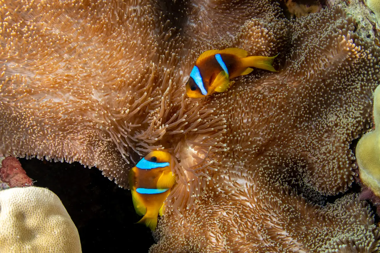 clownfish in balicasag