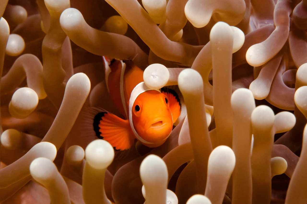 clownfish in bohol