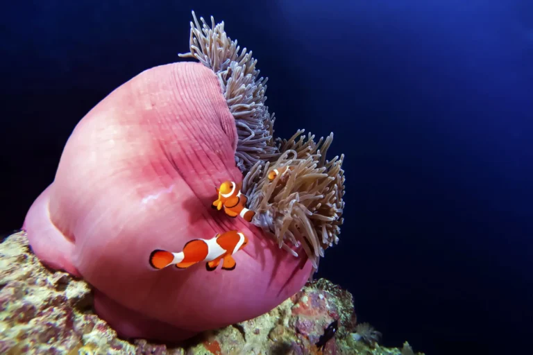 clownfish bohol