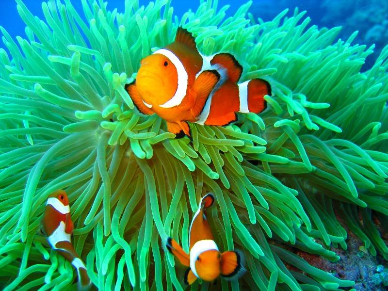 clownfish and anemone