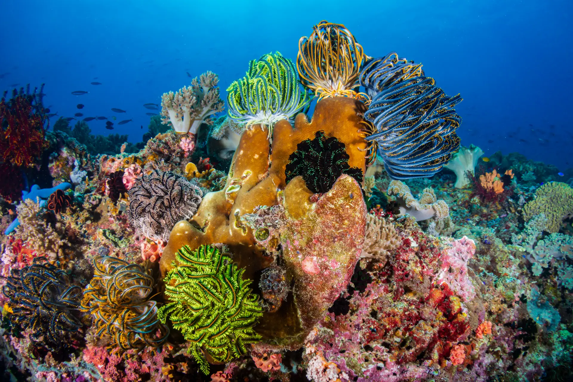 coralboholcommunication