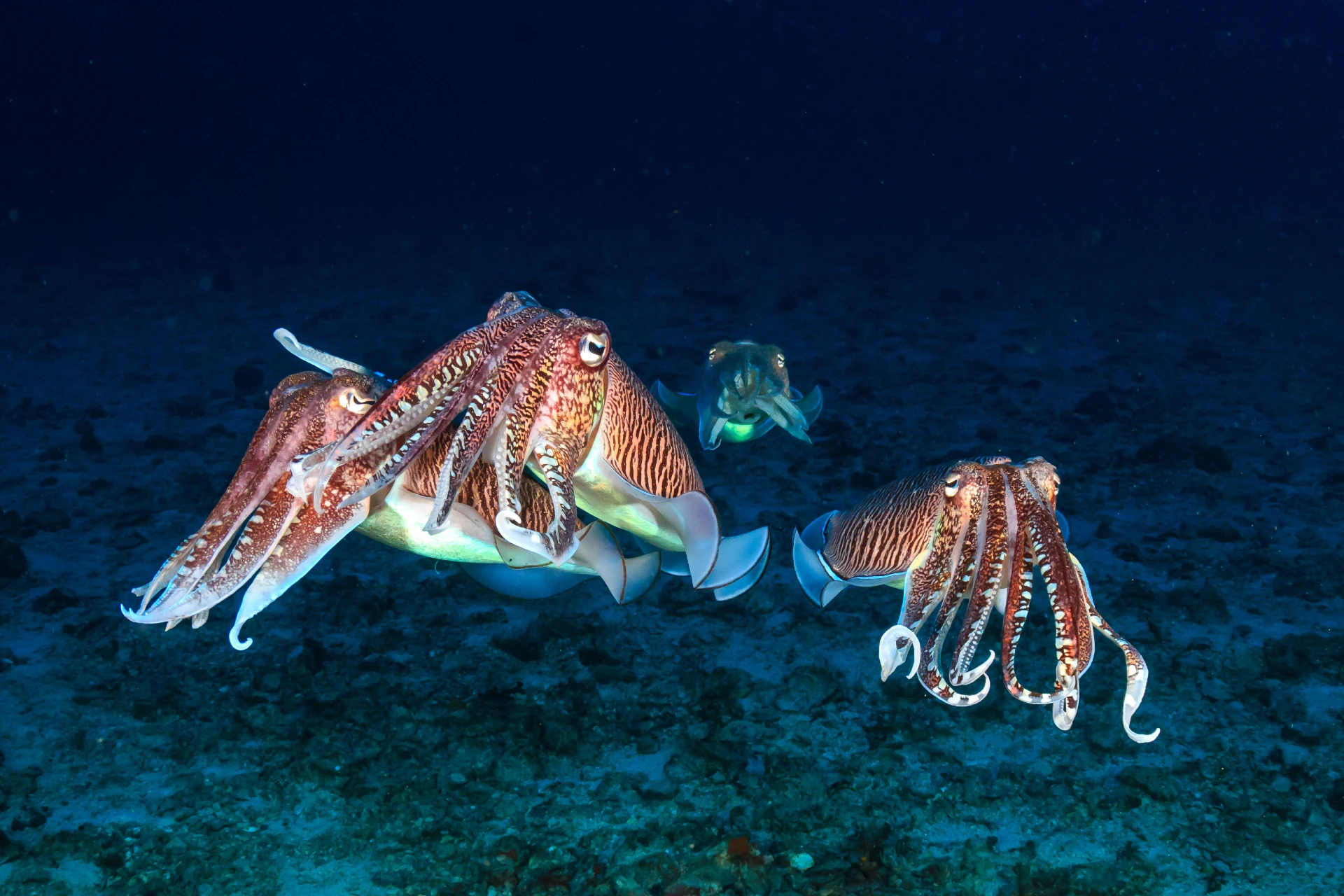 cuttlefish