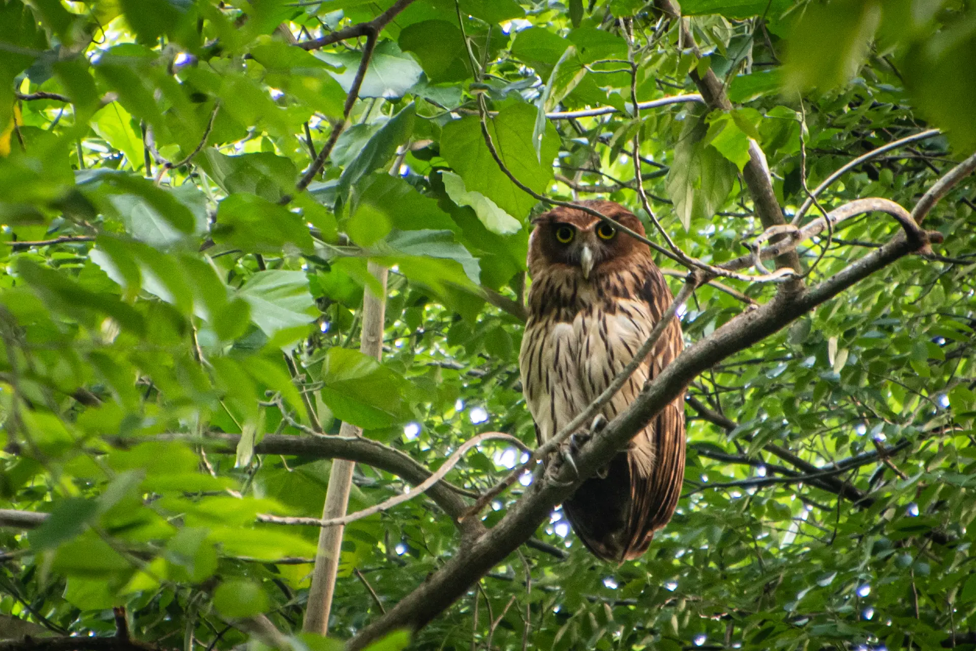 Discover the Special Birds of Bohol: A Haven for Avian Enthusiasts 3 eagle owl