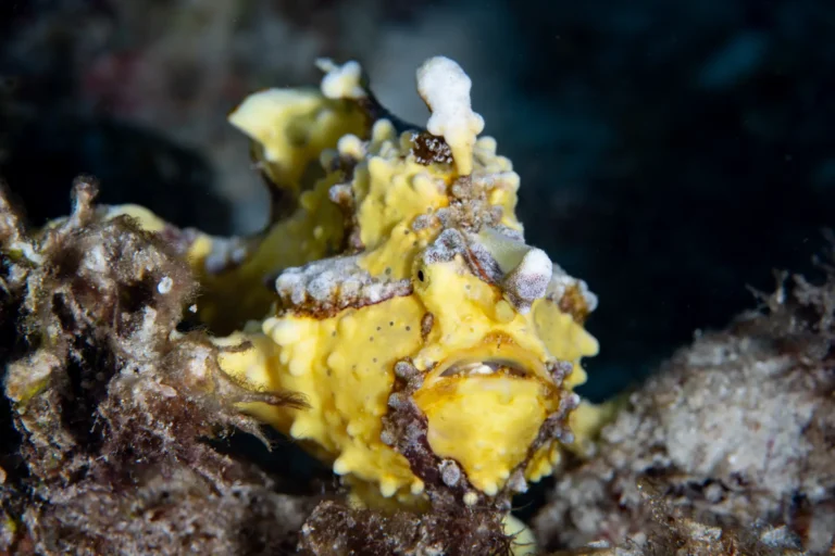 frogfish bohol