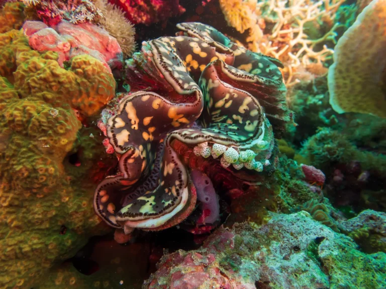 giant clam