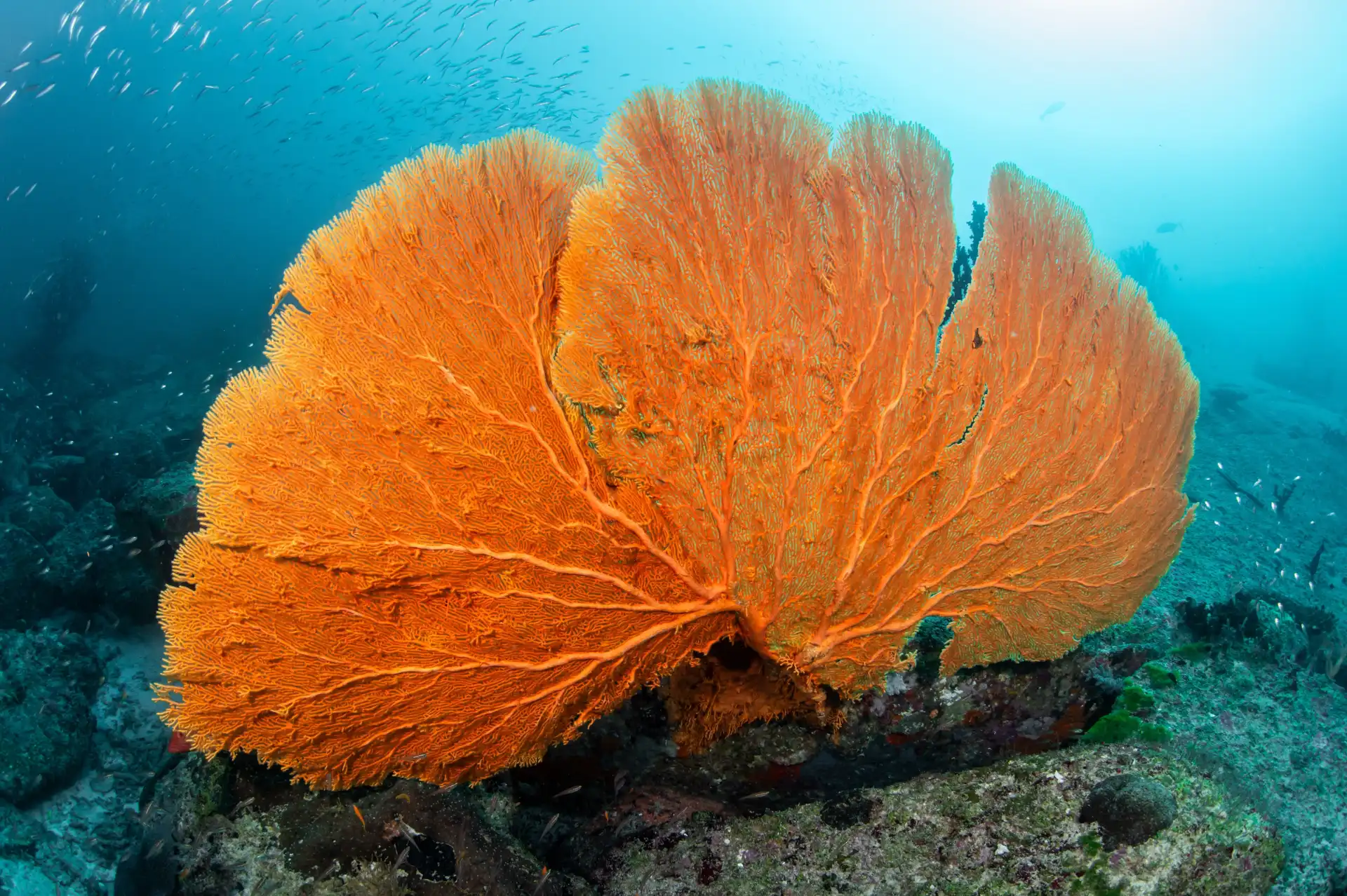 gorgonian sea fan