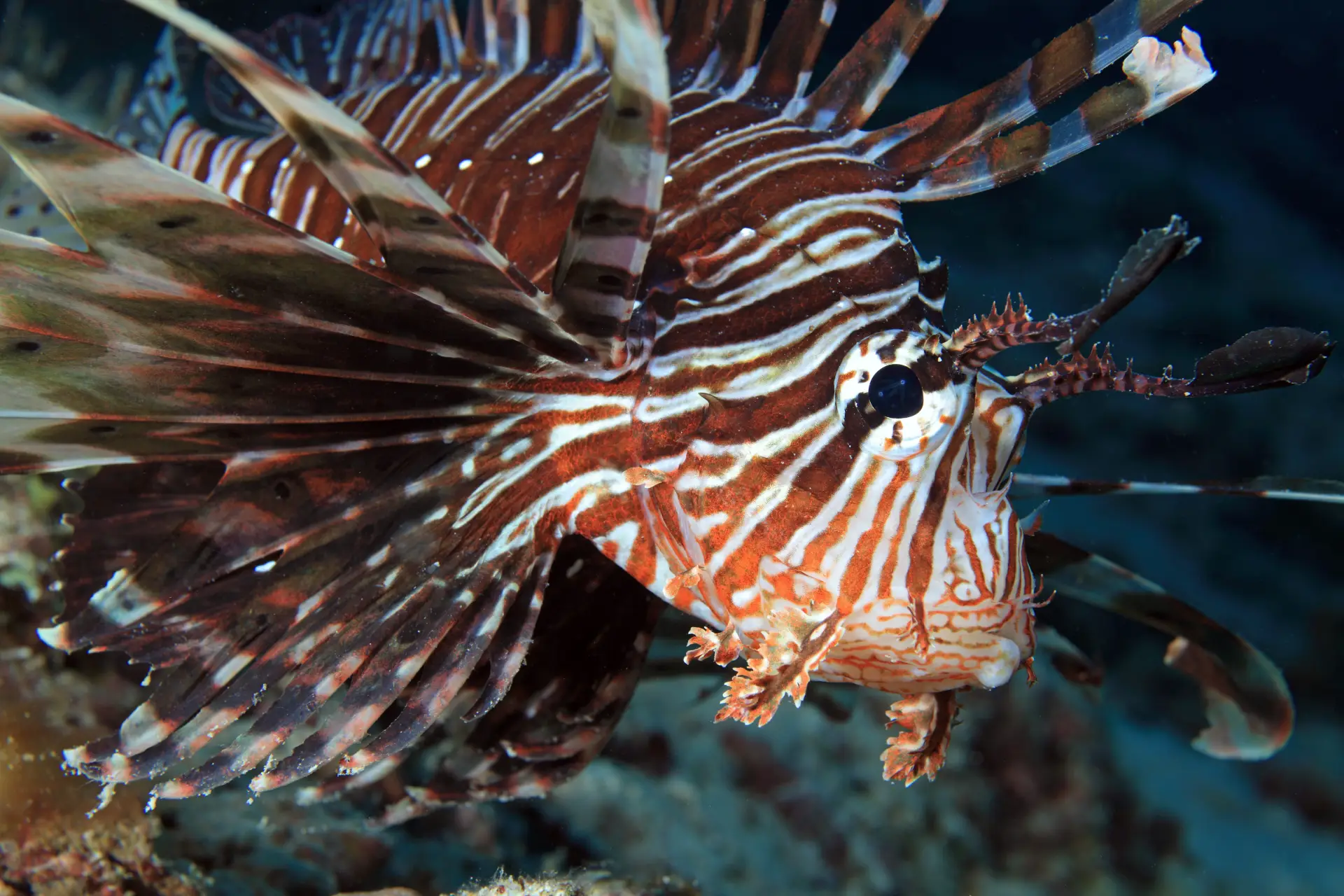 Top 7 Dive Sites in Bohol for Certified Divers 4 lionfish