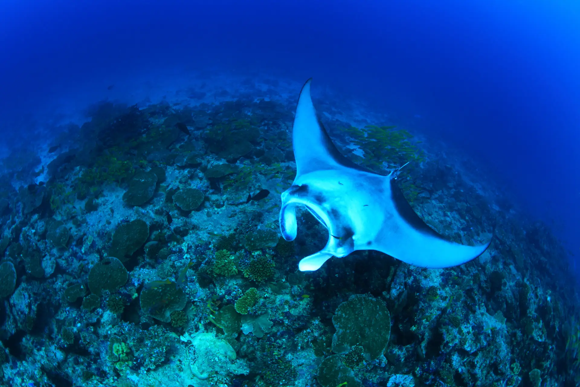 manta ray bohol
