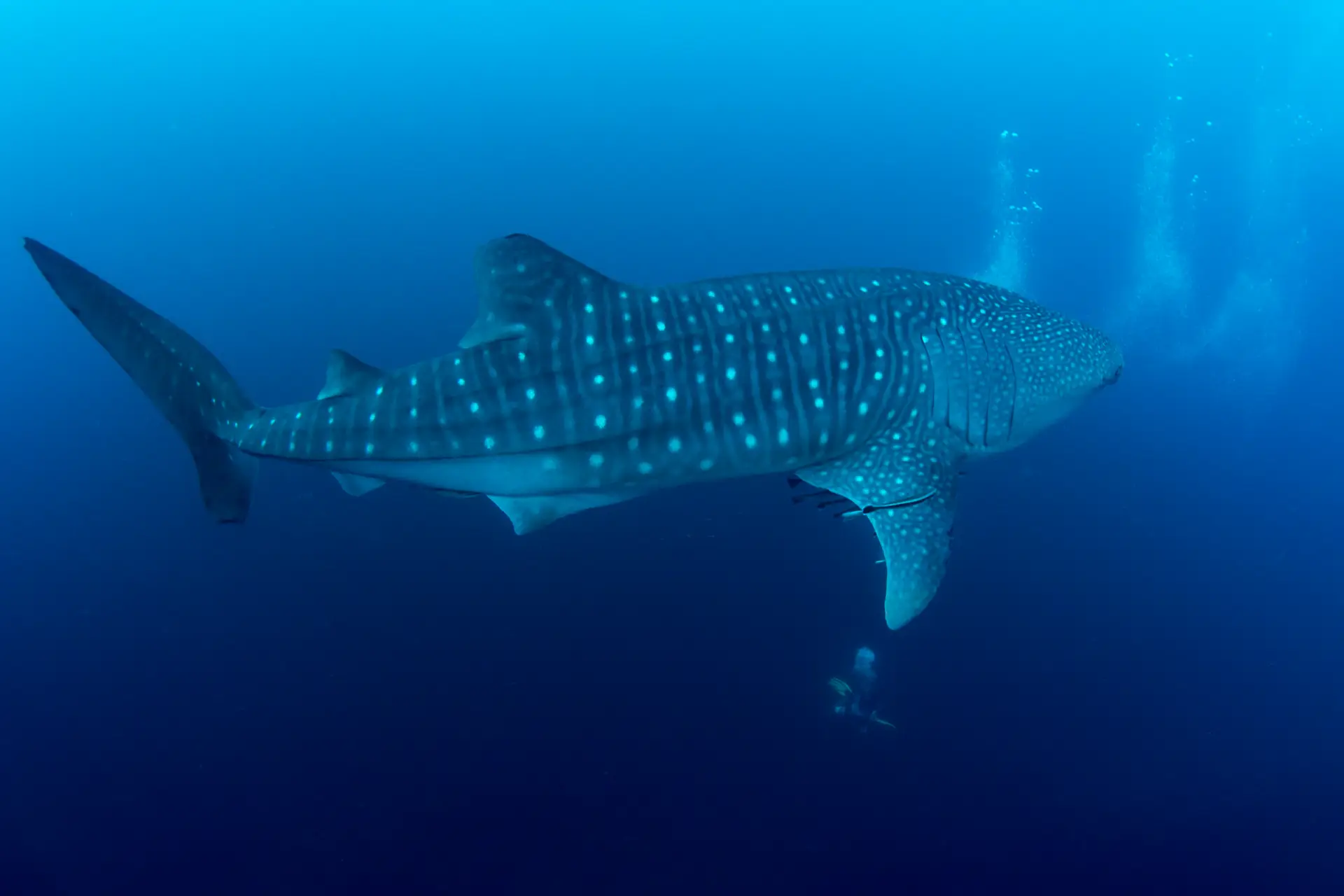 whale shark very large in Bohol