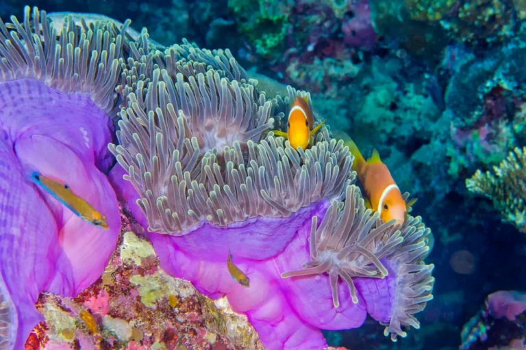 open water diver bohol
