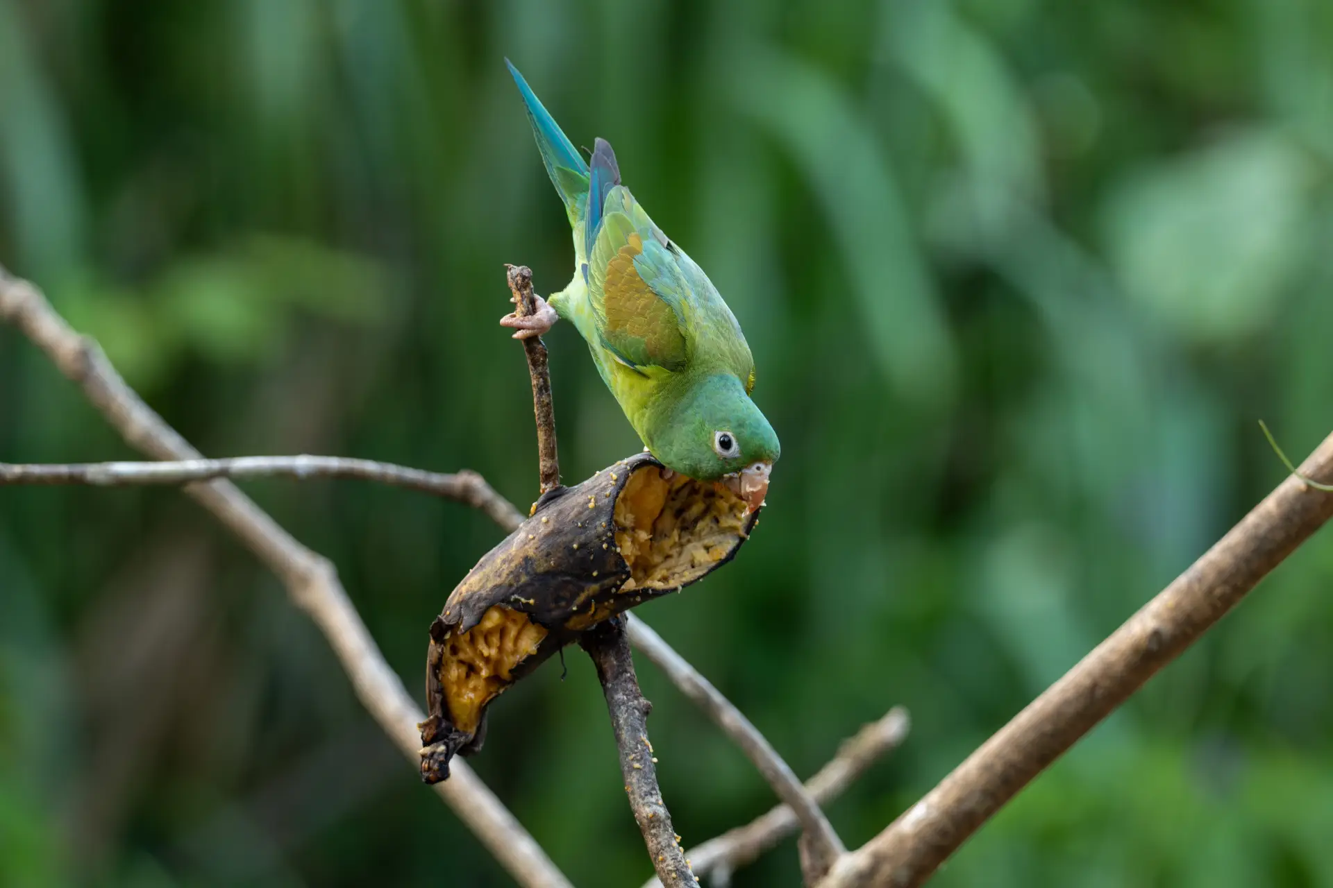 Discover the Special Birds of Bohol: A Haven for Avian Enthusiasts 1 Philippine Hanging Parrot (Colasisi)