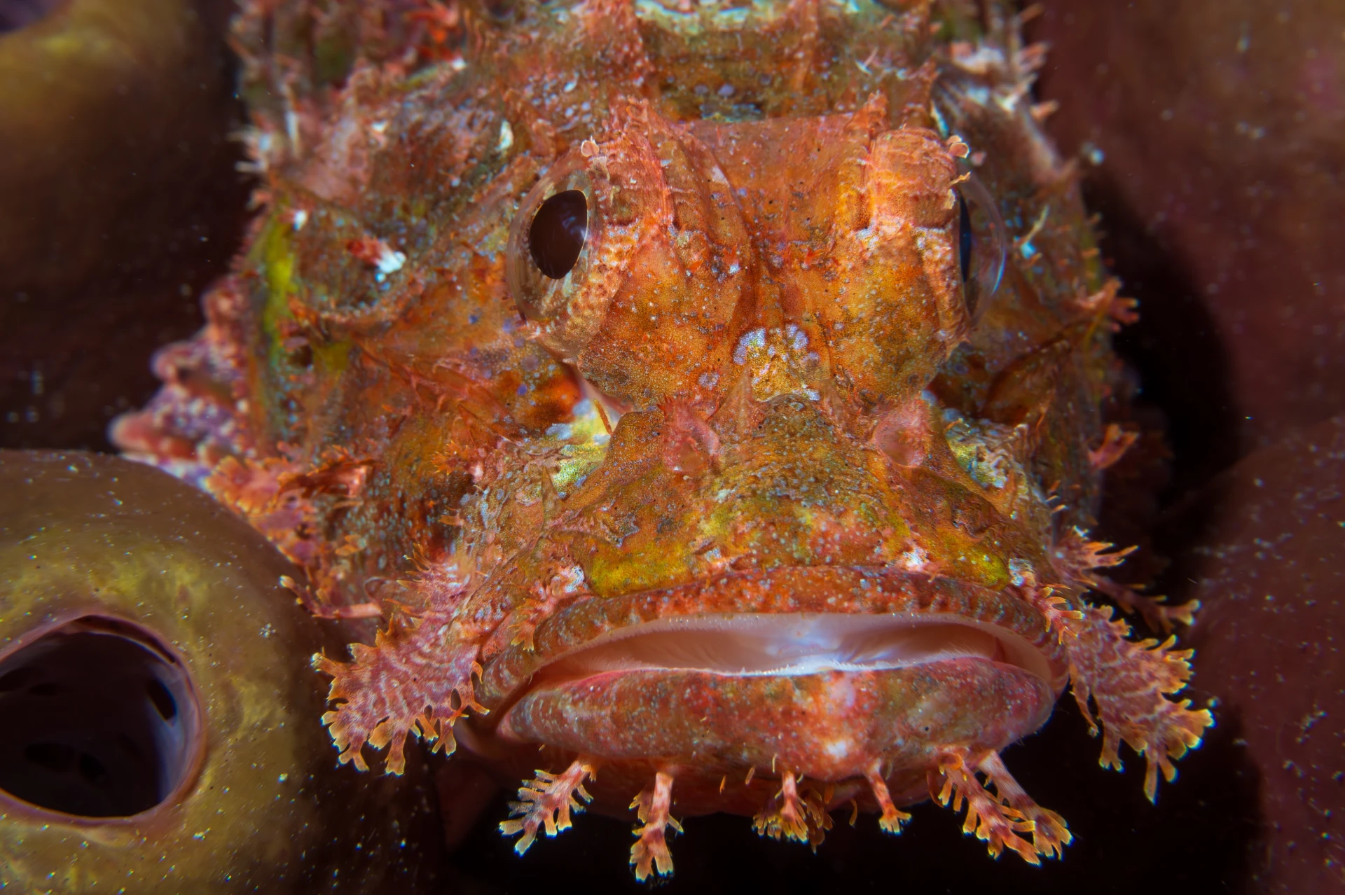 scorpionfish bohol