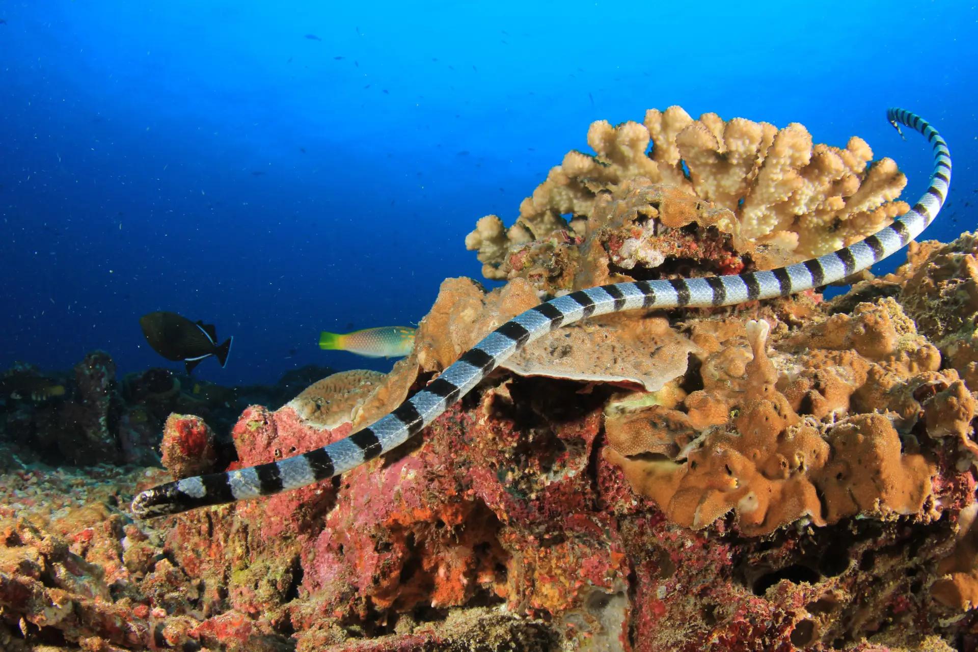 sea snake bohol