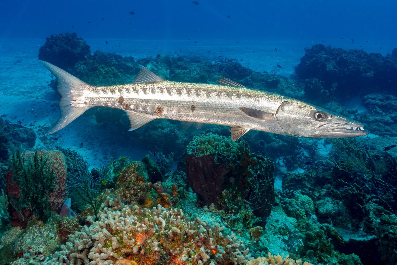 A Guide to the Silver Vortex: Diving with Barracuda in Bohol 1 shutterstock 1775724824