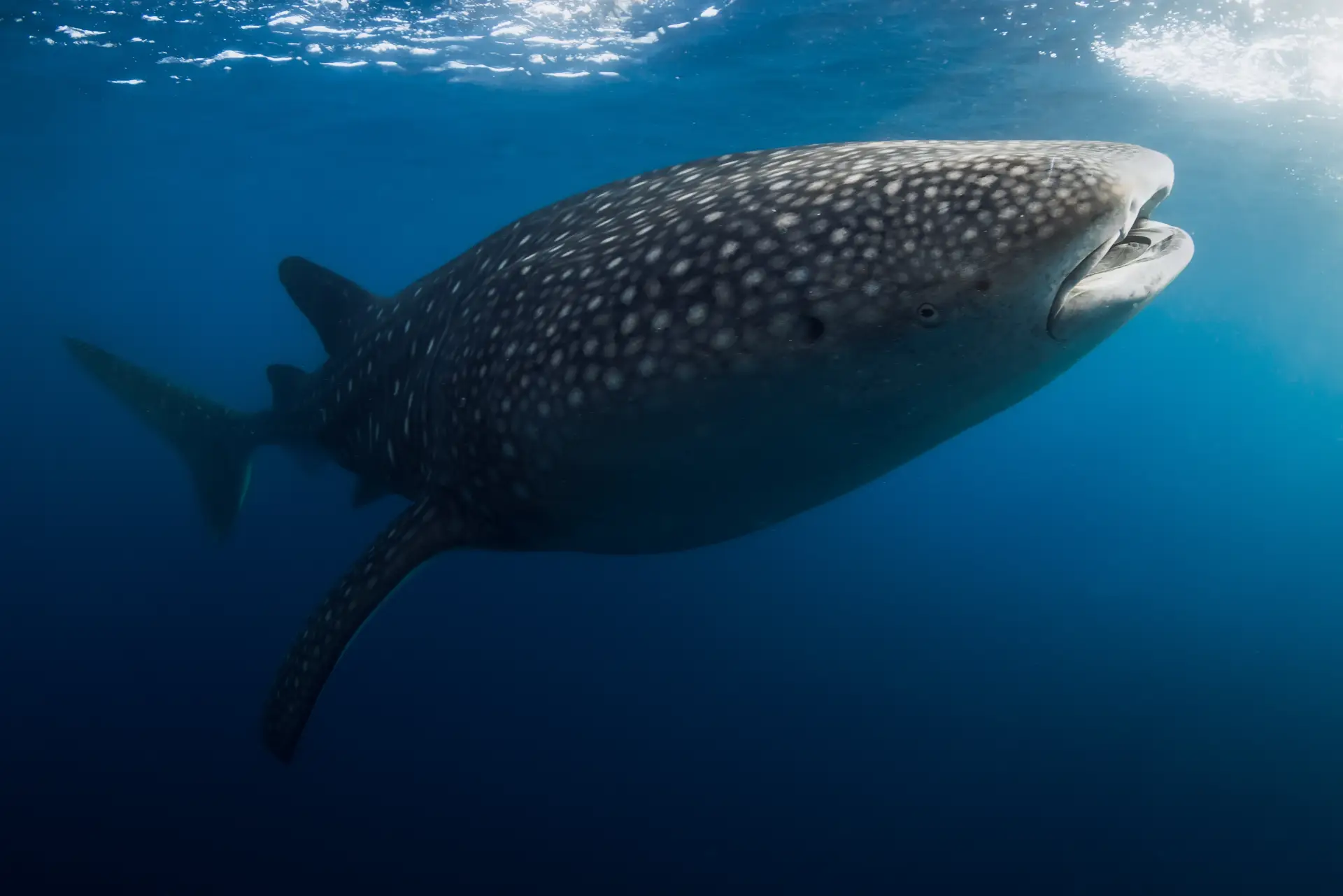 close up of whale shark