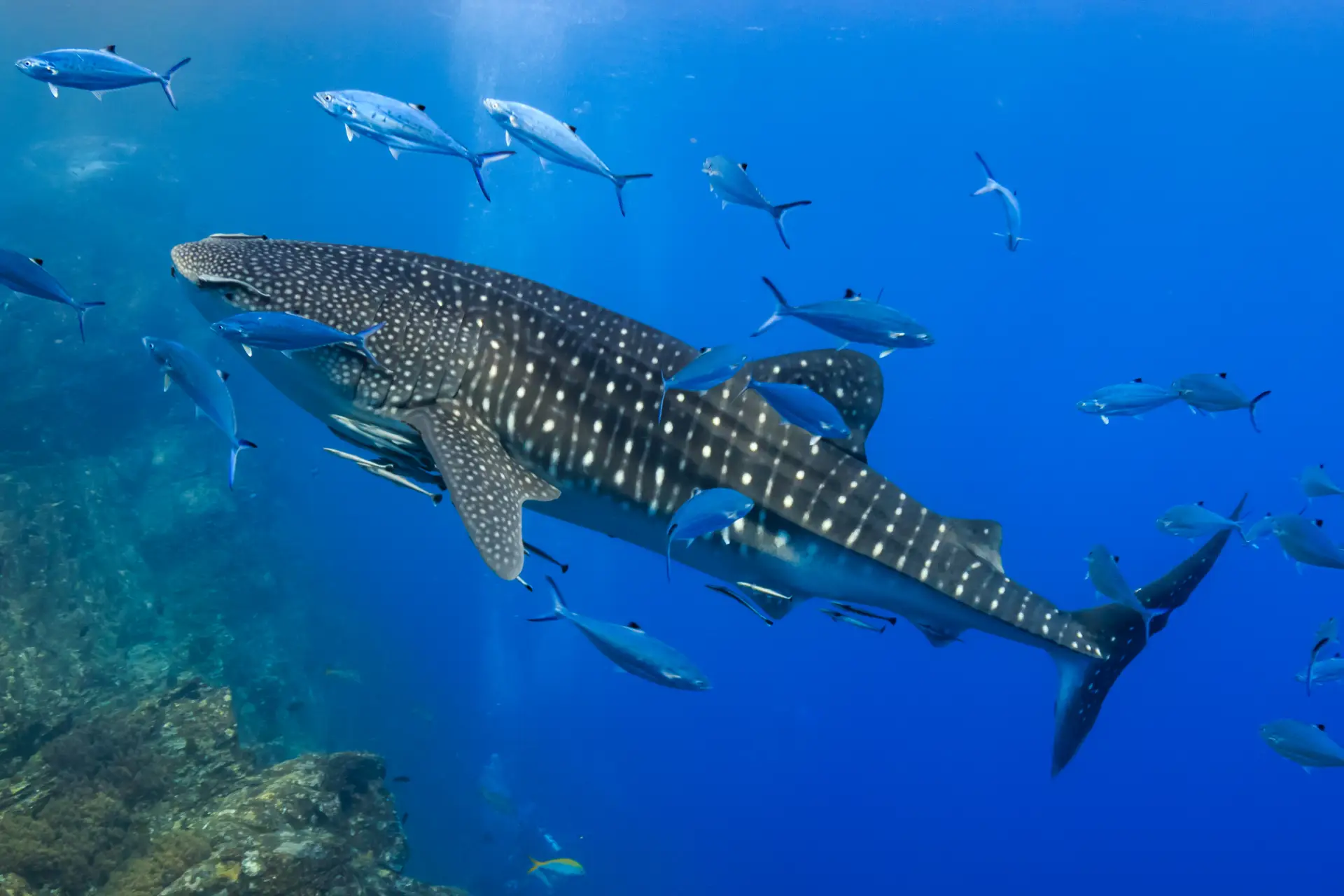 whale shark blue water
