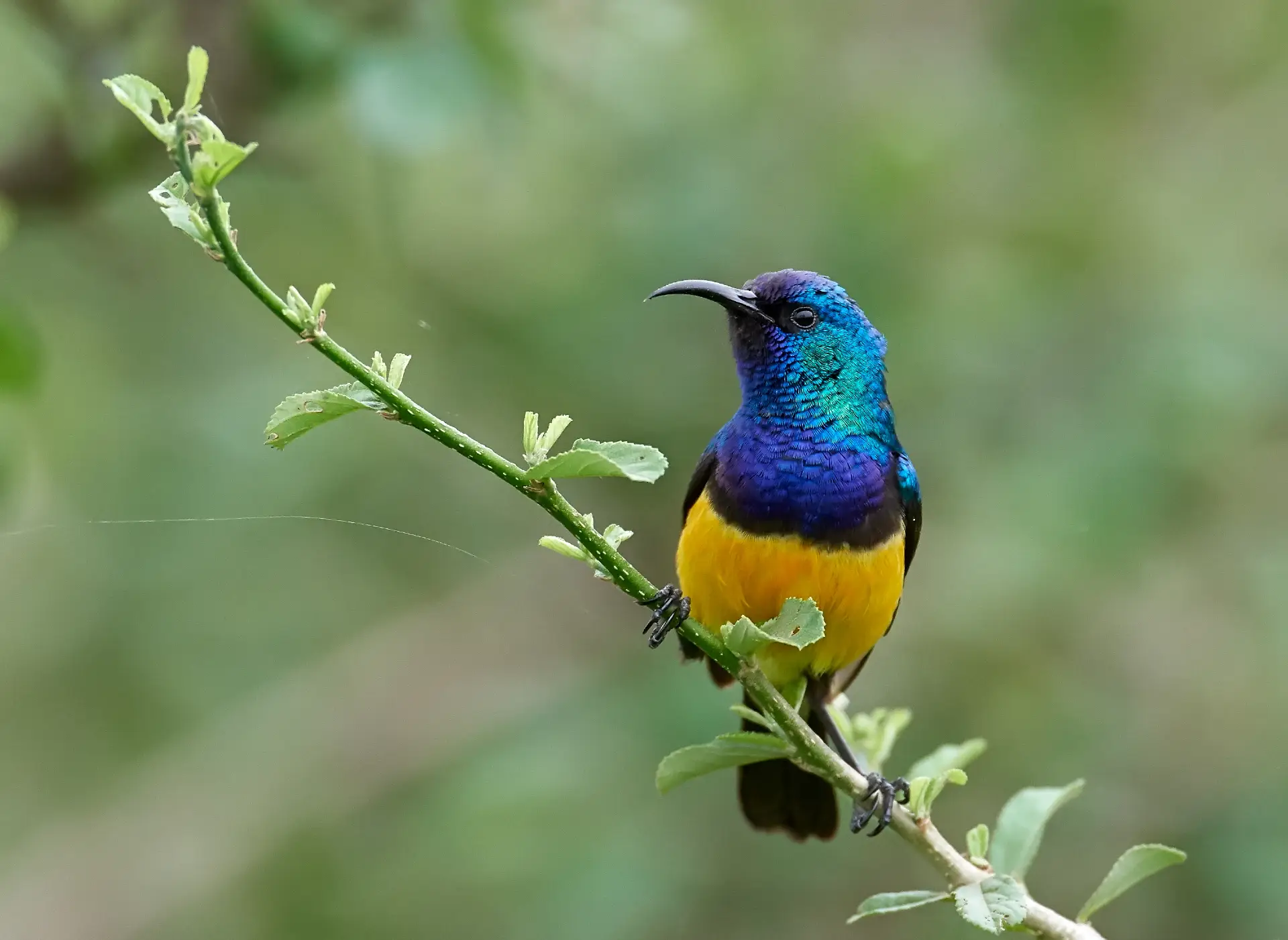 Discover the Special Birds of Bohol: A Haven for Avian Enthusiasts 5 sunbird