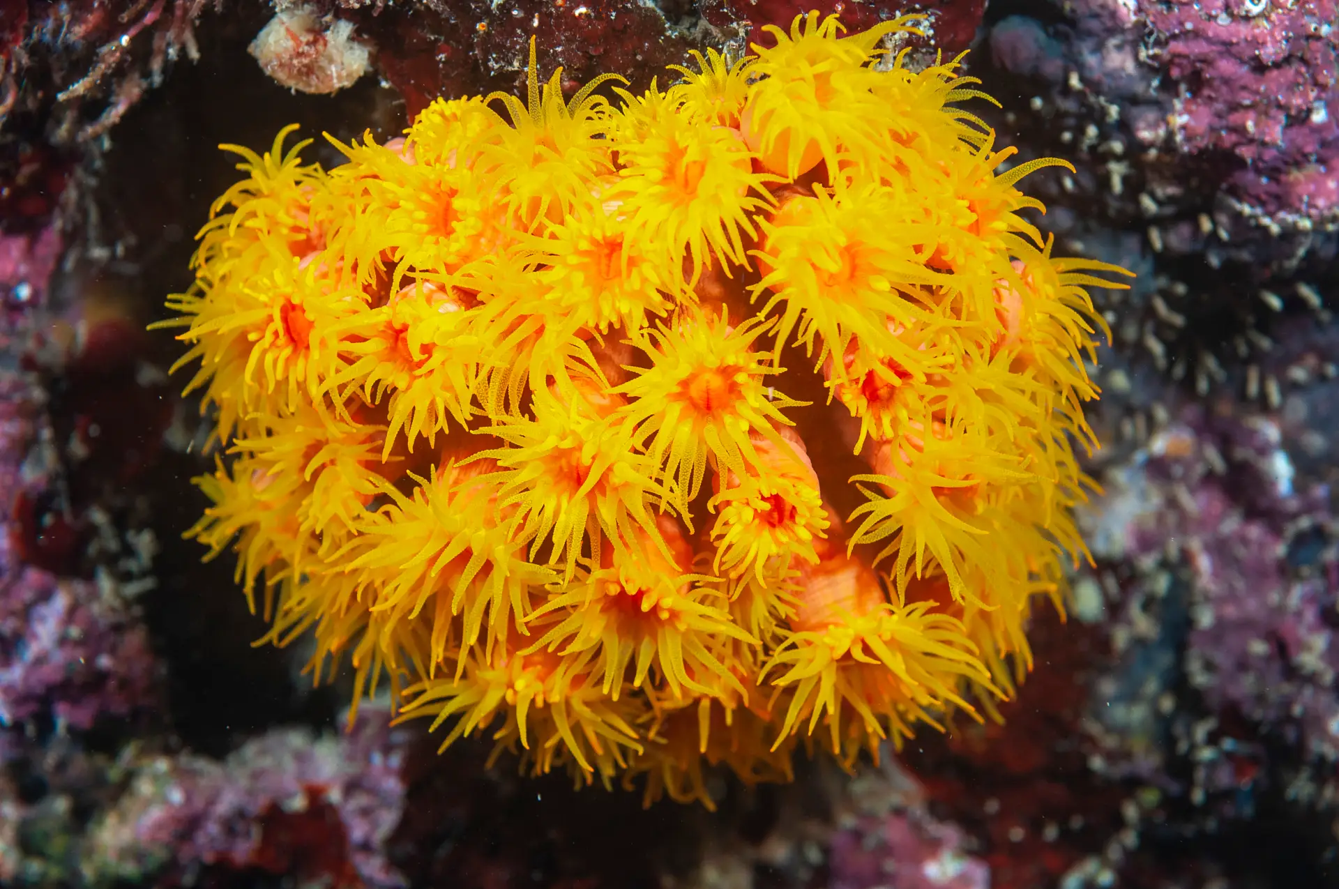 suncoral