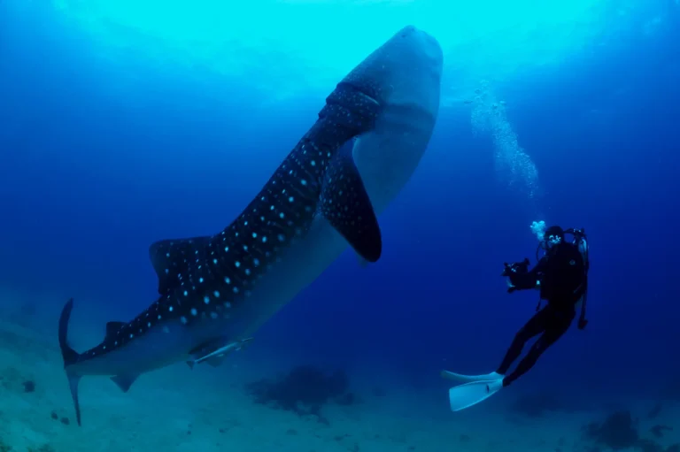 whale shark encounter