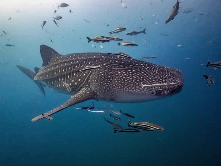whale shark being trailed by other fish