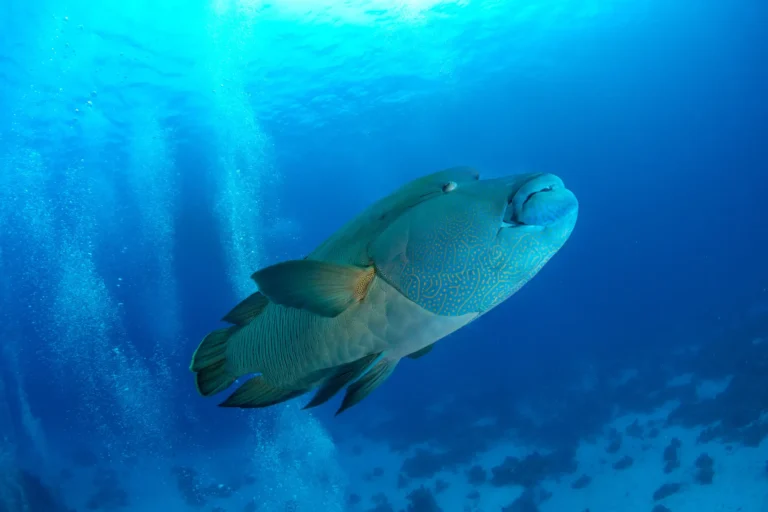 napolean wrasse